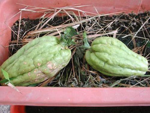 捧瓜孕妇可以吃,孕妇的美食选择与营养指南