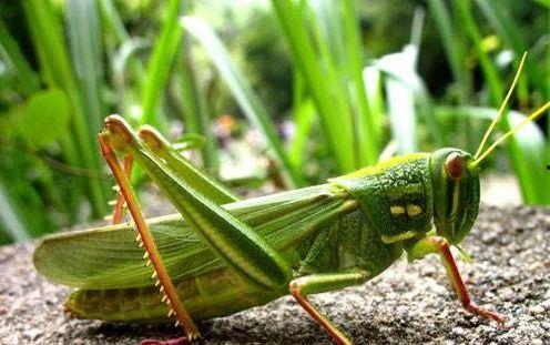 蝈蝈吃小瓜,一场生态趣谈