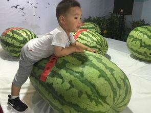 长远吃瓜事件,揭秘网络舆论背后的真相与反思