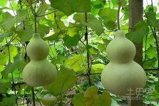 吃葫芦瓜会怎样,揭秘吃葫芦瓜的神奇效果