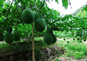 青色吊瓜怎么吃,解锁美味新体验