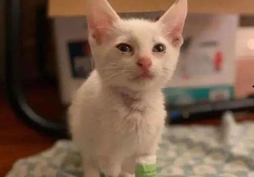 猫吃小白瓜,揭秘猫对小白瓜的喜爱之谜